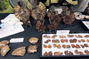Fossils for sale at vendor booth.