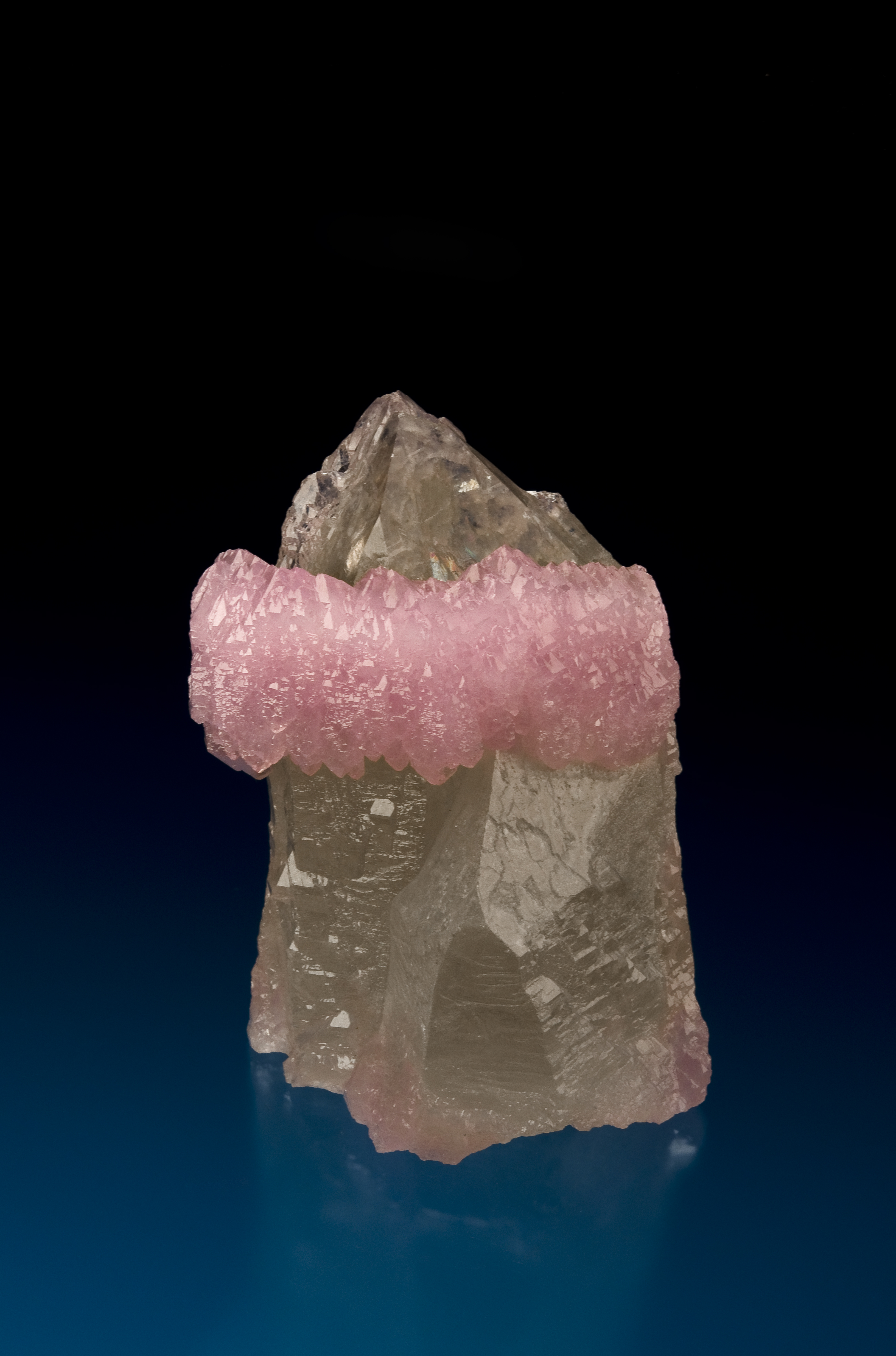 A smokey quartz crystal points upward on a blue background. Just before it reaches its point. A halo of baby pink rose quartz surrounds the crystal just before it reaches its point.